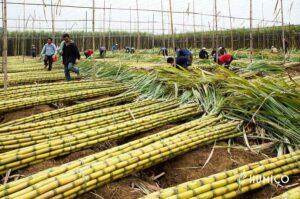 Каково использование гуминовой кислоты для сахарного тростника