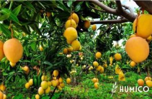 Удобрения из рыбьего протеина, чистые органические решения для здоровых растений - HUMICO