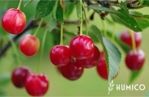 Преимущества и применение порошка экстракта зеленых морских водорослей для удобрений в сельском хозяйстве HUMICO