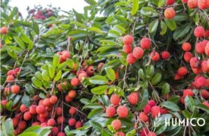 Польза гуминовой кислоты для растений. Руководство по улучшению здоровья и роста растений - HUMICO Личи