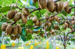 Pupuk Besi EDDHA Mengungkap Potensi & Manfaat 6% - Buah Kiwi HUMICO