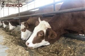 Manfaat & Aplikasi Utama Pakan Sodium Humate - Sapi HUMICO