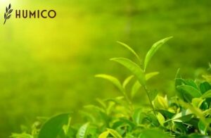 Manfaat Asam Alginat untuk Tanaman Meningkatkan Pertumbuhan & Pertahanan - Daun Teh HUMICO