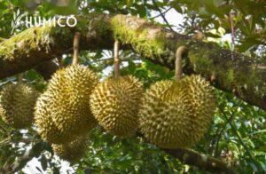 Pupuk Tembaga EDTA Memaksimalkan Kesehatan Tanaman - Durian HUMICO