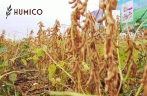 Manfaat & Panduan Aplikasi Pupuk Hidrolisat Protein Ikan - Kedelai HUMICO