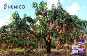 Kegunaan & Manfaat Humic Amino Shiny Balls dalam Pertanian - Mangga HUMICO