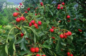 Metode Penerapan Pupuk Praktik & Teknik Terbaik - HUMICO Hawthorn