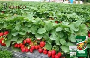 Panduan Manfaat & Aplikasi Potassium Humate untuk Tanaman - HUMICO - Menanam Strawberry