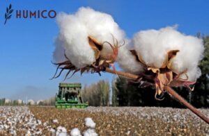 Penggunaan Asam Amino dalam Dampak & Manfaat Pertanian - Kapas HUMICO