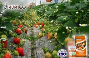 Минеральный порошок фульвовой кислоты. Преимущества для растений. Подробное руководство - Humico - Посадка клубники