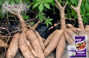 Функции гуминовых амино-блестящих шариков, сельскохозяйственные культуры и решения по дозировке - Humico - Посадка маниоки