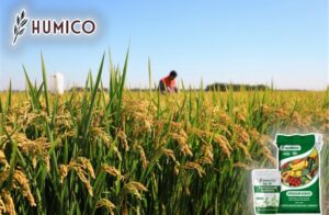 Удобрение гумат калия для посадки риса. Советы по применению и преимущества - Humico
