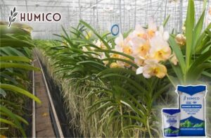 Экстракт морских водорослей для орхидей. Полное руководство по применению и пользе - Humico - Посадка орхидей