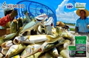 Раскрыты преимущества и выгоды использования гумата натрия в аквакультуре