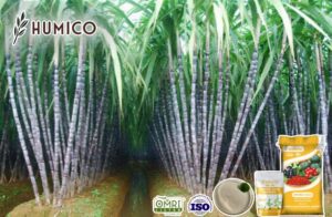 Аминокислота для сахарного тростника, улучшающая рост, урожайность и качество - Humico