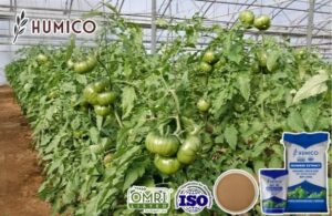 Анализ влияния удобрения из морских водорослей на рост томатов и здоровье почвы - Humico