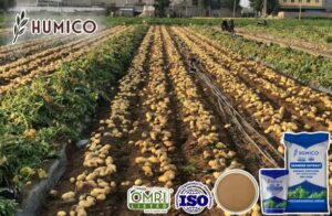 Изучение влияния полисахаридов морских водорослей на растения - Humico - Картофель