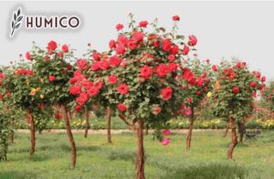 Гуминовая кислота для роз — ключ к пышному цветению — Humico