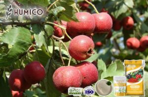 Преимущества аминокислотного хелата железа, способствующего росту и здоровью растений - Humico - Посадка боярышника