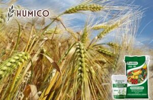 Раскрытие потенциала гумата калия повышает урожайность сельскохозяйственных культур - Humico - Посадка ячменя