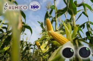 Гуминовая кислота для улучшения роста и повышения урожайности кукурузы - Humico