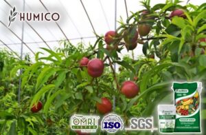 Является ли гумат калия органическим и экологически чистым - Humico - Посадка персика