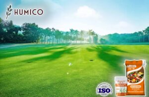 Понимание фульвокислот для ухода за газоном. Подробное руководство - Humico