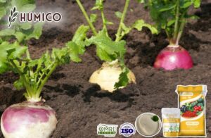 Раскрытие преимуществ аминокислотного хелата магния для органического сельского хозяйства - Humico - Посадка репы