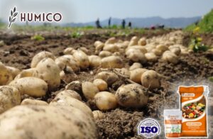 Humico — улучшение роста и урожайности картофеля с помощью удобрения на основе фульвокислоты