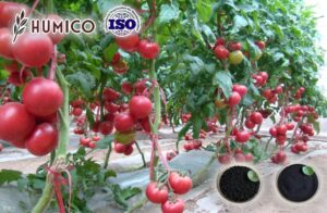 Humico - Humic Acid for Tomatoes Enhance Growth and Quality A Comprehensive Study