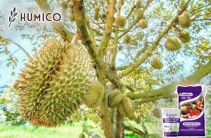 Humico - блестящие шарики с гуминовыми аминокислотами для выращивания дуриана