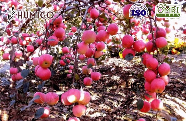 Humico -Potassium Fulvate Organic Fertilizer - Boosting Fruit Tree Growth and Health - Planting Apple