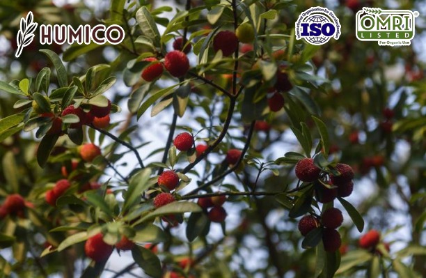 Humico -Potassium Fulvate Organic Fertilizer - Boosting Fruit Tree Growth and Health - Planting Bayberry