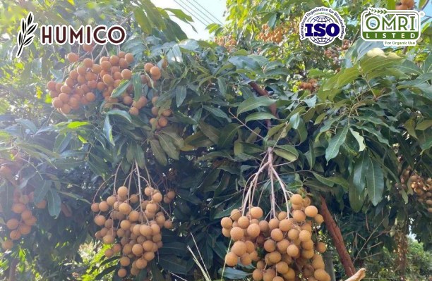 Humico -Potassium Fulvate Organic Fertilizer - Boosting Fruit Tree Growth and Health - Planting Longan