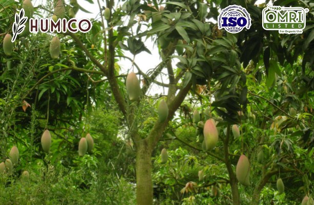 Humico -Potassium Fulvate Organic Fertilizer - Boosting Fruit Tree Growth and Health - Planting Mango