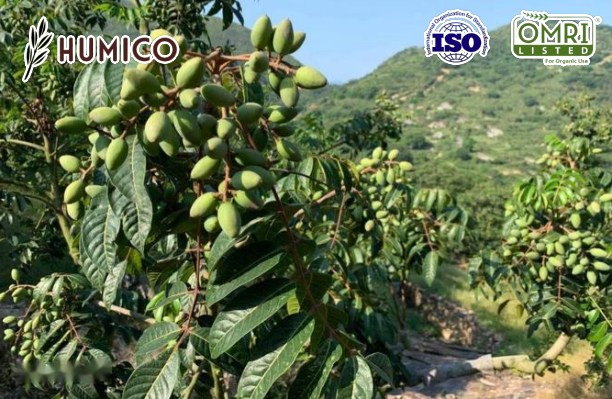 Humico -Potassium Fulvate Organic Fertilizer - Boosting Fruit Tree Growth and Health - Planting Olive Trees