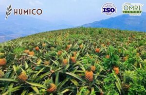 Гумико - органическое удобрение фульват калия - стимуляция роста и здоровья плодовых деревьев - посадка ананаса