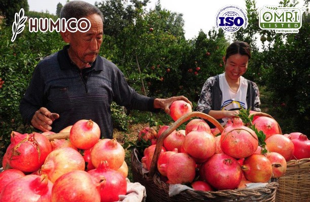 Humico -Potassium Fulvate Organic Fertilizer - Boosting Fruit Tree Growth and Health - Planting Pomegranate