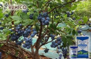 Humico - Benefits of Seaweed Extract Fertilizer for Blueberries