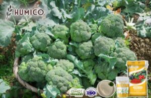 Humico - Enhancing Broccoli Growth with Amino Acid Fertilizers