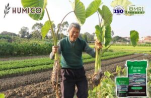 Humico - Enhancing Taro Growth with Sodium Humate A Comprehensive Analysis