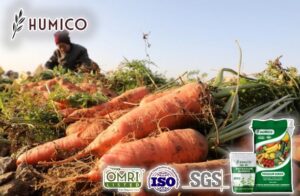 Humico - Exploring the Benefits of Potassium Humate Flakes for Enhancing Carrot Growth and Yield