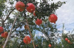 Humico - What Types of Fertilizer are Best for Fruit Trees - Pomegranate