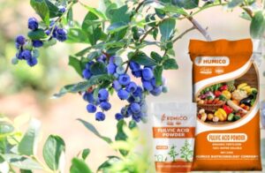 HUMICO - What is The Best Fertilizer for Blueberry Plants A Complete Guide Blueberry