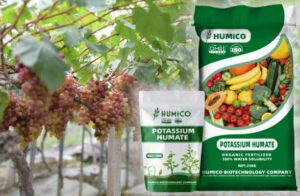 Humico What is the Best Fertilizer for Grape Vines - Nutrient Guide and Tips - HUMICO™ HumxPro