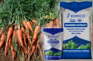 Best Fertilizers for Carrots A Comprehensive Guide