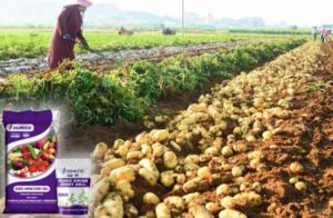 HUMICO® What is the Best Fertilizer for Potatoes Growing A Complete Guide