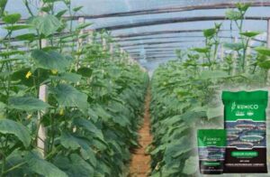Humico - What is Best Fertilizers for Cucumber Plants A Comprehensive Guide