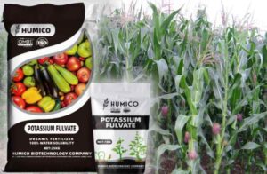 Humico - What is the Best Fertilizer for Corn - Essential Nutrients for Optimal Growth