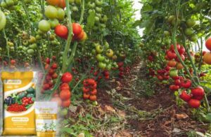 Humico - What is the Best Fertilizer for Tomato Plants Growing Healthy